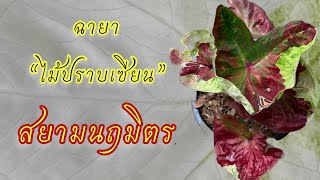 EP.238 สวนบอนสีพระทำ | ได้ข่าวว่าทำยาก ฉายา “ไม้ปราบเซียน” [สยามนฤมิตร]