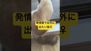 発情期のラグドールみたいな子猫♀ #cat #kitten #ragdoll #アライグマ #こねこ #たぬき #ねこ #ねこのいる生活 #ラグドール #ラグドール子猫