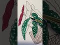 watercolor painting begonia maculata wightii angel wing polka dot 🪴 howto art watercolor shorts