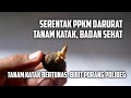 Menanam Katak Bertunas dalam Polibag - Budidaya Porang di Luar Musim