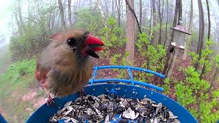 Будни птичьей столовой Часть 23. Hustle and bustle around the bird feeder Part 23