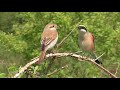 red backed shrikes are displaying. neuntöter balz. eifel. deutschland