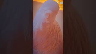Subhan allah whatsapp status pigeon video|islamic status 2022🌹#shorts #subhanallah #pigeon