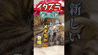 寝てる猫にイタズラ2 #shorts #猫の日常#猫と暮らす