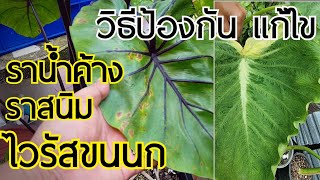 วิธีแก้ไข ป้องกัน ไวรัสขนนก ราน้ำค้าง ราสนิม Alocasia Colocasia : หลงไม้ใบ EP.99