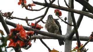 20190224 巴克禮公園鳳頭蒼鷹交尾