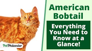 American Bobtail : Everything You Need to Know at a Glance ! Pet Lovers