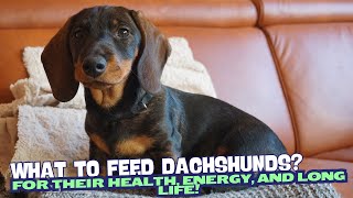 What to Feed Your Dachshund?🐶🍽️