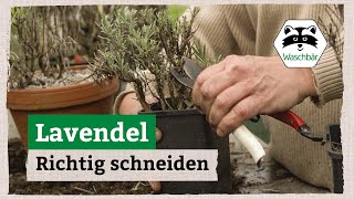 Lavendel richtig schneiden