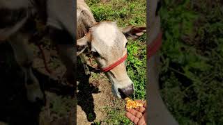 உம்பளச்சேரி நாட்டு மாடு | Aura Organic Farm- Pudukkottai