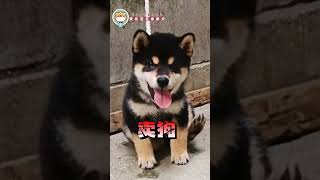 #哈哈哈 #東北莊日本柴犬#特寵業繁字第G1110004號#合法犬舍#柴犬犬舍#柴犬幼犬#熱門寵物#熱門犬種#熱門#柴犬#小柴#赤柴#黑柴#白柴#小狗#寵物#推薦#ShibaInu