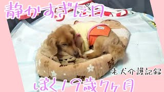 亡くなる2日前　気付いてたら…　ぼく19歳7ヶ月　老犬介護　マロン君　【ミニチュアダックス】2021 3 31撮影