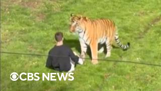 Man dies after jumping into tiger