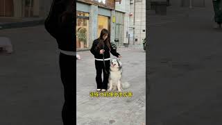 株洲阿拉斯加Lucky毕业回家 #阿拉斯加 #萌宠 #狗狗上学 #训犬#宠物#vlog