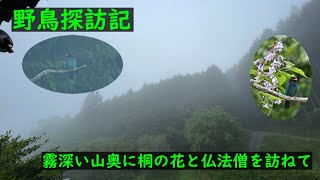 野鳥探訪記　霧深い山奥に桐の花と仏法僧を訪ねて