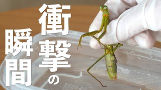 【閲覧注意】カマキリのお尻からハリガネムシが...