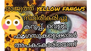 മഞ്ഞ ഫoഗസ്|yellow fungus|മറ്റു ഫoഗസുകളെക്കാൾ അപകടകാരി