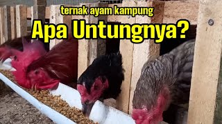 4 Keuntungan Ternak Ayam Kampung @kreatif tv