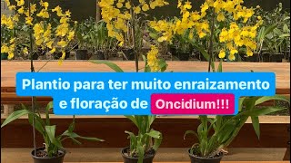 COMO CULTIVAR ORQUÍDEAS ONCIDIUM - DICAS E PLANTIO FÁCIL!!!