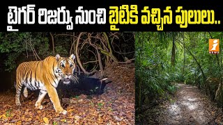 టైగర్ రిజర్వు నుంచి బైటికి వచ్చిన పులులు..| The tigers that came out of the tiger reserve | iNews