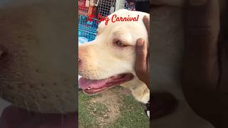 Agartala Dog Carnival 🐕@With_Liza #viral #dog #doglover #carnaval #shorts #agartala