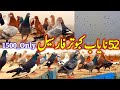 52 Unique Pigeon For Sale | 03146721865 | Kabootar Bazi |