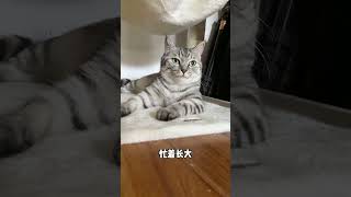 别看我小，我每天都可忙了...#猫  #可爱 #猫咪 #萌宠 #年糕酱 #cat