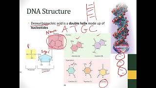 4 - Genetics and Cellular Function