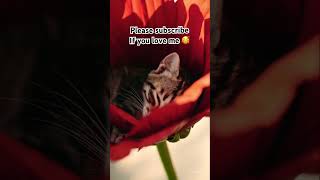 😵Outrageous! A Cat Taking a Nap in a Flower—Nature’s Cutest Twist! #cute #cat #shorts #animal