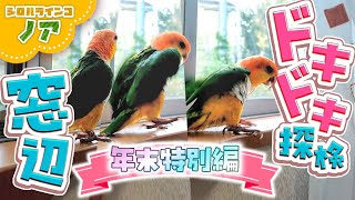 福笑い!!「ノアの窓辺ドキドキ探索 年末特別編」 お喋りあり、ドタバタあり シロハラインコ White-Bellied Caique