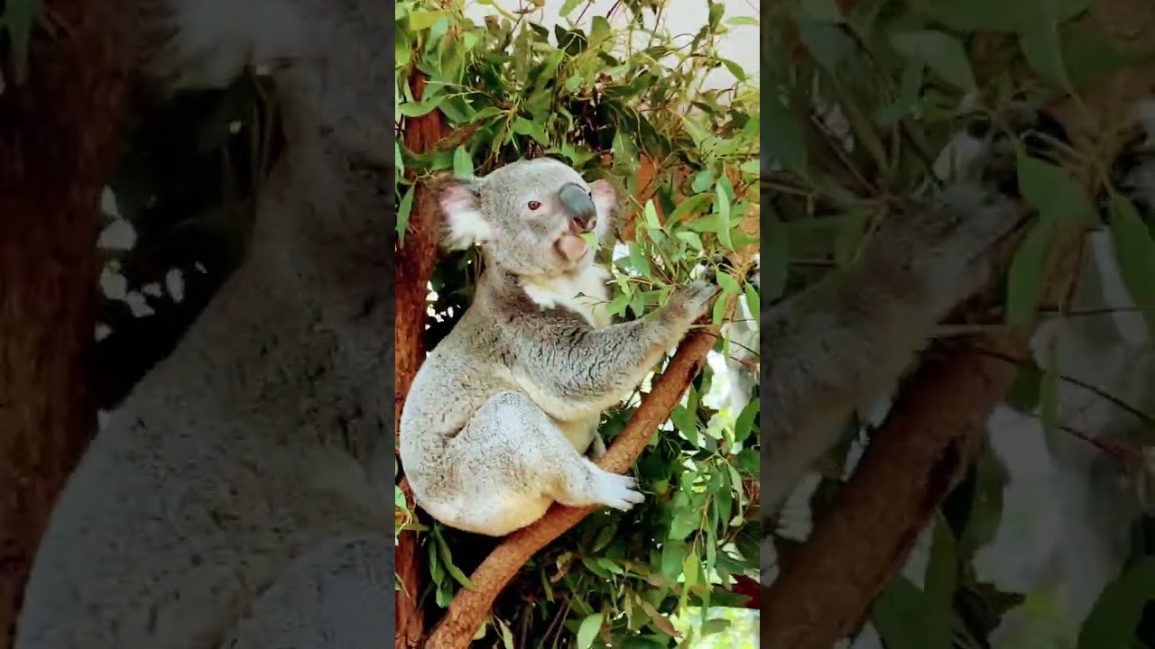 Koala Youtube Koala Youtube