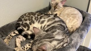 Reality of bringing home TWO Bengal cats! - 3 month update!