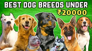 Best Dog Breeds Under 20000 / Cheapest Dog Market In India / Budget Friendly Dog Breeds