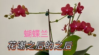 【21371】蝴蝶兰花谢之后，什么时候开始给肥？抹催芽剂后续 // 静姐说花820