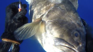 Spearfishing Northcyprus white grouper 7.5kg   43m