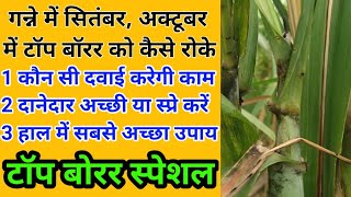 गन्ने में सितंबर महीने में टॉप बोरर को कैसे रोकें# टॉप बोरर को रोकने की सबसे अच्छी दवाई कौन सी है#a4