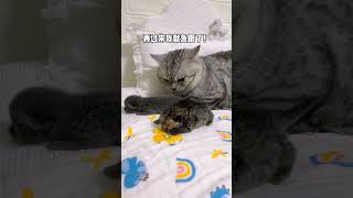 當媽媽不在家，讓爸爸帶娃時#猫咪的迷惑行为 #萌宠出道计划 #cat #shorts