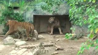 新竹市立動物園 (2019 12/28 重新開園) | 老虎 | Tiger Fight