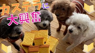 多頭飼いトイプードルが高級犬のおやつ「カステラ」に大興奮！！【デカプー】