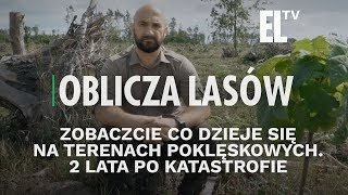 Zobaczcie co dzieje się na terenach poklęskowych. 2 lata po katastrofie | Oblicza lasów #83