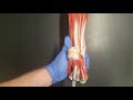 lab 6.9 muscles of the posterior leg