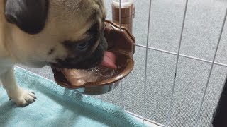 パグ日記#106 【ダイソーの給水器がスゲー使える】 pug