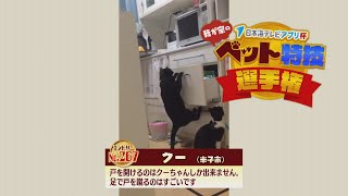 【我が家のペット特技選手権】クー（米子市）