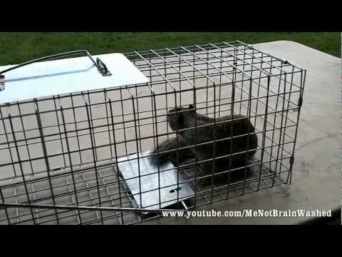 Live Animal Trap for Squirrels Live Animal Trap for Squirrels