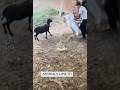 THIS GOAT MUST BE HIGH! funny #funnyvideos #shortvideo #comedy #funnypranks #goats #animals #anime