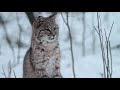 bobcat at our home—cute kitty video minnesota