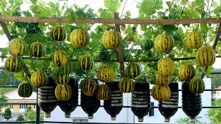 If You Want Melons To Give Many Fruits, You Must Know These Tips, Too Many Fruits