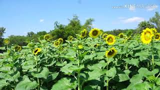 เดินชมทุ่งทานตะวัน ที่อ่างดอกกราย อ.ปลวกแดง จ.ระยอง