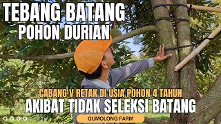 CABANG V RETAK DI USIA POHON DURIAN 4 TAHUN ??