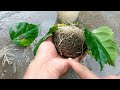 grow hibiscus flower from leaves simple way gardening with johnson engleng